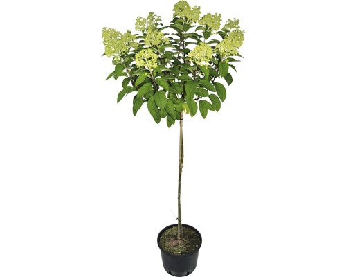 Rispenhortensie auf Stamm im Topf