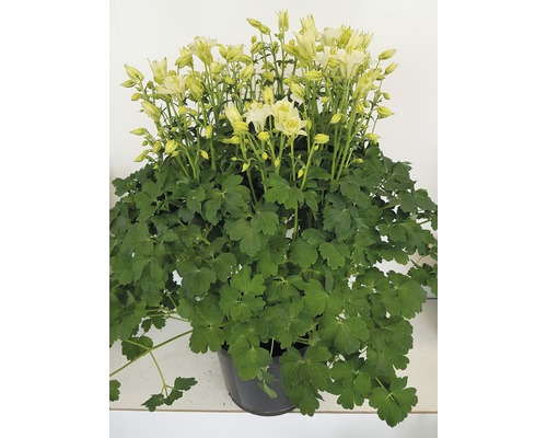 Akelei 'Winky' Serie Mix FloraSelf Aquilegia vulgaris 'Winky' H 30-40 cm Co 5 L, sehr blühfreudig, gefüllte und einfache Blüten Akelei-Pflanze mit hellen Blüten im Topf