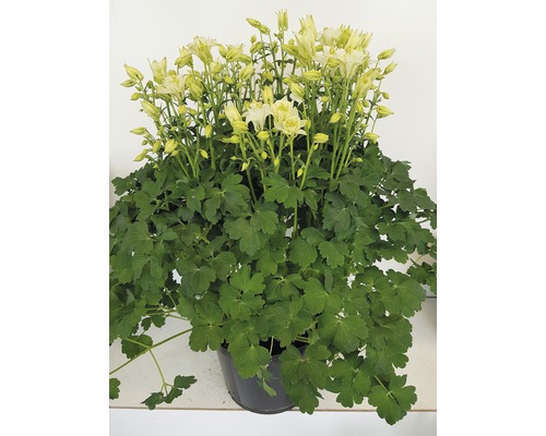 Akelei 'Winky' Serie Mix FloraSelf Aquilegia vulgaris 'Winky' H 30-40 cm Co 5 L, sehr blühfreudig, gefüllte und einfache Blüten