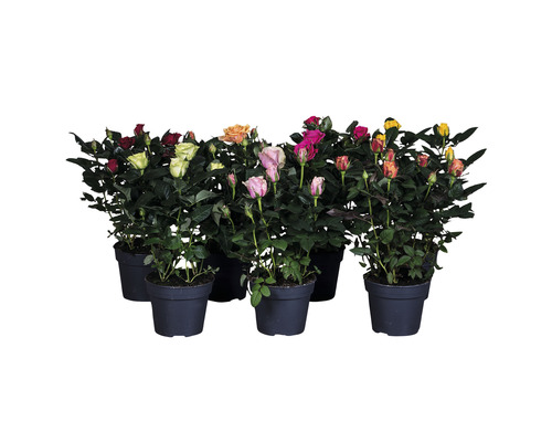 Zimmerrose PatioHit® MIX FloraSelf H 30-40 cm Ø 13 cm Topf zufällige Sortenauswahl