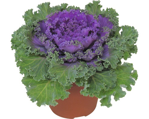 Zierkohl FloraSelf Brassica x Hybride Ø 12 cm Topf