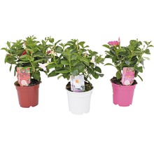 Trichterblüte FloraSelf Dipladenia mandevilla Ø 14 cm Topf