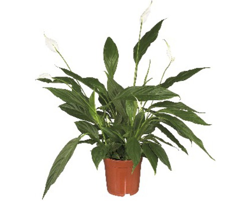 Einblatt FloraSelf Spathiphyllum wallisii 'Sweet Sebastiano' H 100-110 cm Ø 24 cm Topf