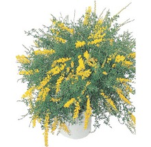 Ginsterpflanze mit gelben Blüten in einem Topf