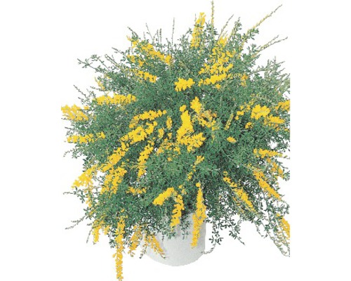 Ginsterpflanze mit gelben Blüten in einem Topf