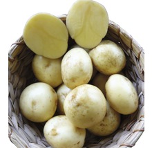 Pflanzkartoffel Karlena mehlig kochend 5 kg