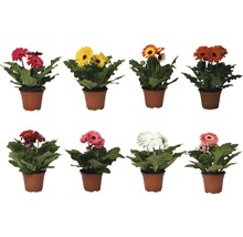 Verschiedene Gerbera Pflanzen in Töpfen