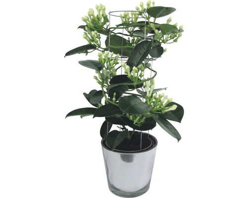 Duftjasmin im Topf mit Rankhilfe