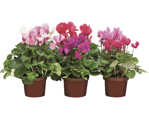 <p>Alpenveilchen Mix FloraSelf Cyclamen Patio H 22-27 cm Ø 12/13 cm Topf sortiert</p>