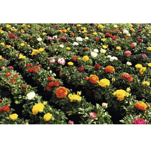 Ranunkeln, Hahnenfuß FloraSelf Ranunculus Ø 12 cm Topf, versch. Sorten