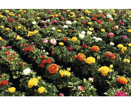 Ranunkeln, Hahnenfuß FloraSelf Ranunculus Ø 12 cm Topf, versch. Sorten