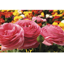 Ranunkeln, Hahnenfuß FloraSelf Ranunculus Ø 12 cm Topf, versch. Sorten