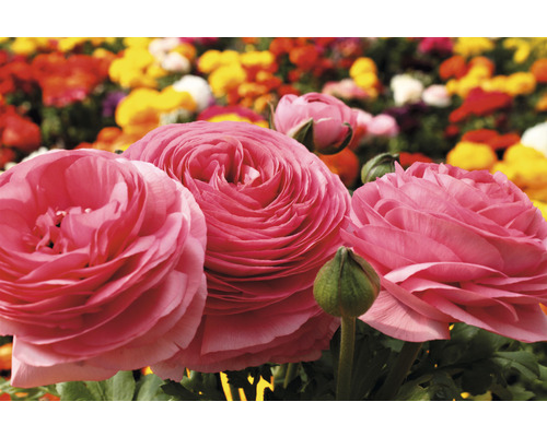 Nahaufnahme von rosa blühenden Garten-Hahnenfuß im Beet.