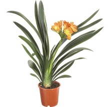 Clivia Zimmerpflanze im Topf