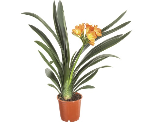 Clivia Zimmerpflanze im Topf