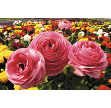 Nahaufnahme von rosa Ranunkeln im Garten