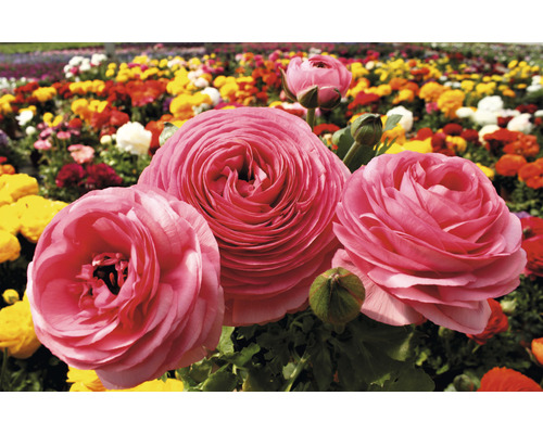 Nahaufnahme von rosa Ranunkeln im Garten