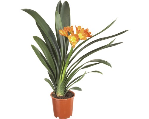 Clivia Zimmerpflanze im Topf mit orangen Blüten