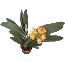Clivia Zimmerpflanze mit oranger Blüte im Topf