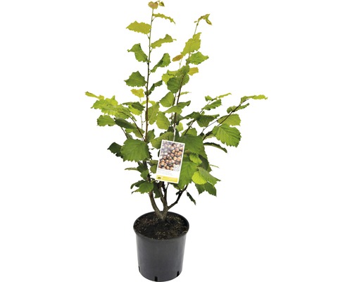 Haselnussstrauch im Topf