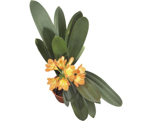 Clivia Zimmerpflanze im Topf