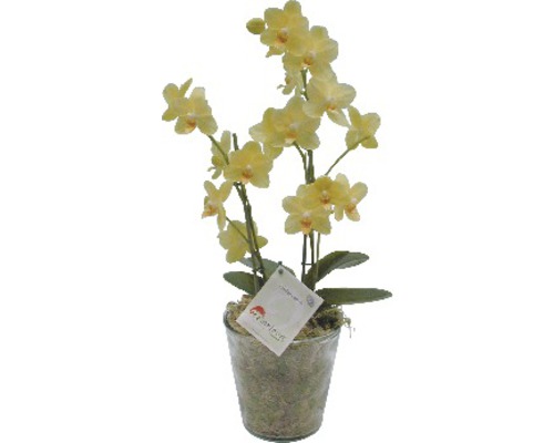 Gelbe Orchidee im Topf