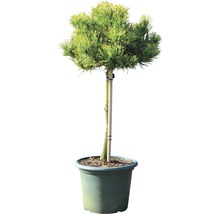 Bergkiefer Botanico Pinus mugo 'Carstens Wintergold' H 30-40 cm Co 10 L