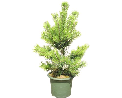 Kiefer im Topf