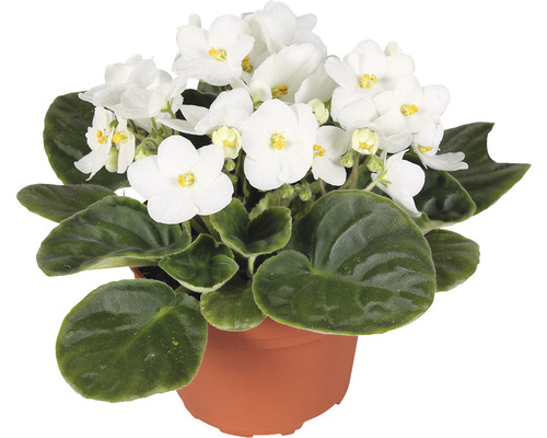 Usambaraveilchen Mix FloraSelf Saintpaulia H 20 cm Ø 12 cm Topf zufällige Sortenauswahl