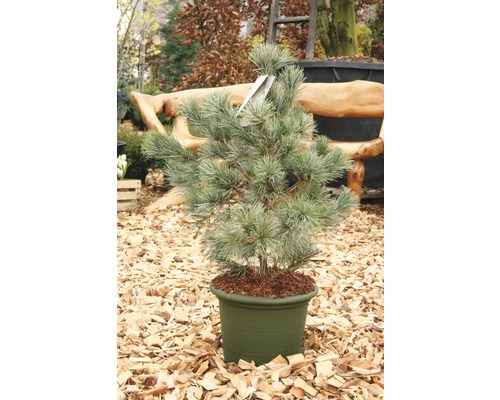 Kiefer im Topf für den Garten oder Balkon