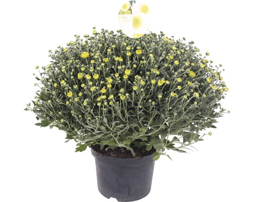 Grüne Chrysantheme FloraSelf Chrysanthemum indicum x grandiflorum 'Primo Pistache' Ø 19 cm Topf