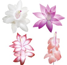 Verschiedenfarbige Weihnachtskaktusblüten