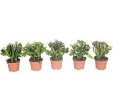 Fünf Weihnachtskakteen in Töpfen