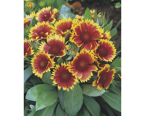 Großblumige Kokardenblume FloraSelf Gaillardia x grandiflora 'Kobold' H 5-20 cm Co 0,5 L