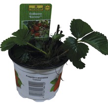 Erdbeere Fragaria x ananassa 'Korona' Ø 9 cm Topf
