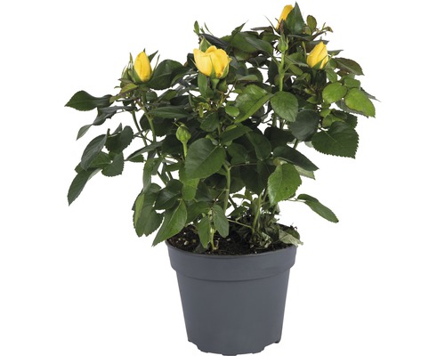 Zimmerrose FloraSelf Rosa Hybride 'Elouise' H 20-25 cm Ø 13 cm Topf gelb