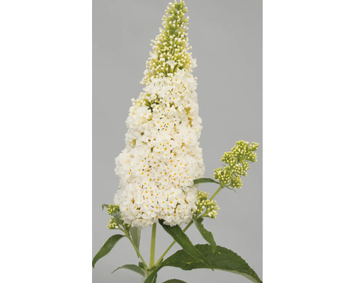 Schmetterlingsflieder mit weißen Blüten