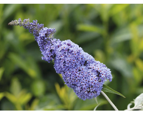 Sommerflieder, Schmetterlingsflieder Mix Buddleja davidii 'Summer Kids ® H 40-60 cm Co 5 L zufällige Farbauswahl