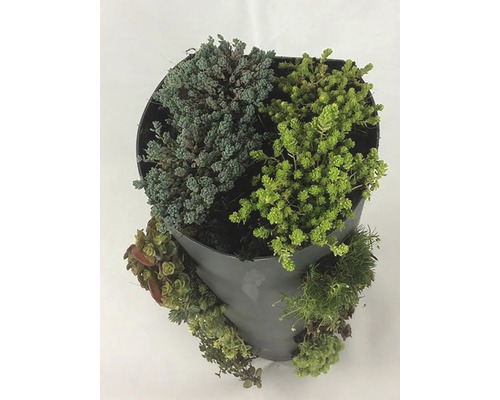 Bepflanzter Topf mit verschiedenen Sukkulenten