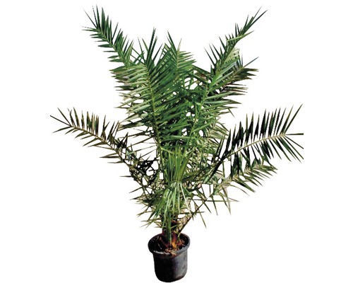 Zwerg-Dattelpalme FloraSelf Phoenix roebelenii H 50-60 cm Ø 14 cm Topf