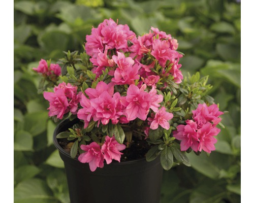 Japanische Azalee FloraSelf Rhododendron obtusum H 25-30 cm Co 3 L rosa