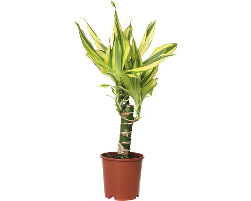 Drachenbaum FloraSelf Dracaena fragrans 'Yellow Coast' H 40-50 cm Ø 11 cm Topf Drachenbaum im Topf