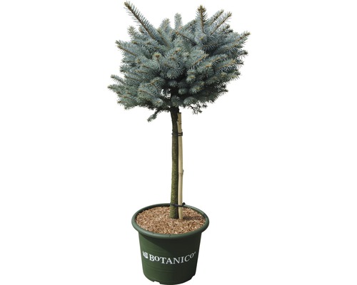 Blaue Stechfichte Stämmchen FloraSelf Picea pungens 'Glauca Globosa' H 40 cm Co 10 L Kugel-Blaufichte im Topf