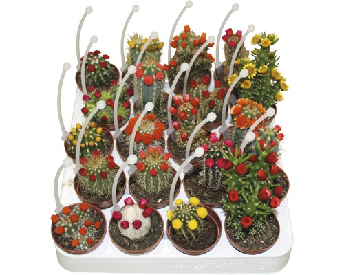 Kaktus mit Strohblumen FloraSelf Cactus H 15-20 cm Ø 5,5 cm Topf zufällige Sortenauswahl