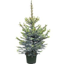 Blaue Stechfichte FloraSelf Picea pungens 'Fat Albert' H 80-100 cm Co 15 L