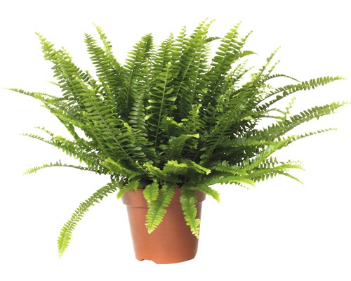 Schwertfarn FloraSelf Nephrolepis exaltata 'Green Lady' H 40-50 cm Ø 17 cm Topf Grüner Schwertfarn im Topf