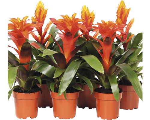 Bromelie FloraSelf Bromelia-Cultivars H 43-53 cm Ø 12 cm Topf rot zufällige Sortenauswahl Mehrere Bromelienpflanzen mit Blütenständen in Tontöpfen