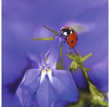Marienkäfer auf blauer Blume im Garten