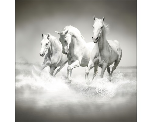 Glasbild White Horses 20x20 cm GLA1176