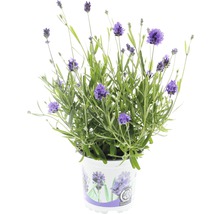 Lavendel FloraSelf Lavandula angustifolia 'Thumbelina' Ø 11 cm Topf-thumb-0